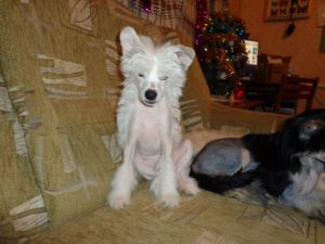 Ai-petri Dneprovskoye Solntse