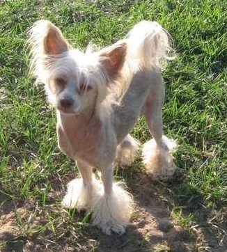 Pixie's Tye Dye Of Chocolate