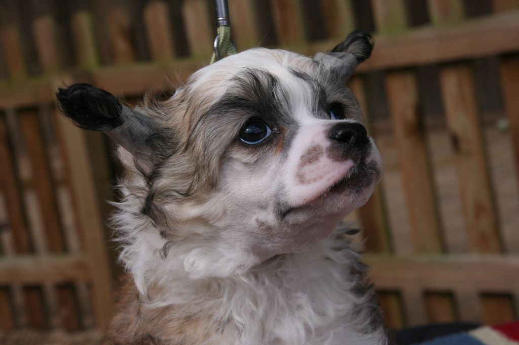 Kojikii Stupidly Happy