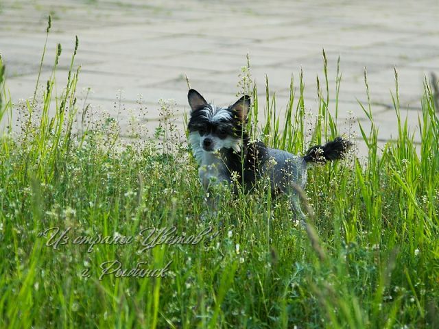 Evanjelina Iz Strani Cvetov