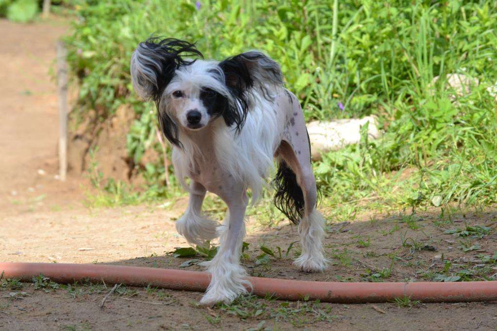 Apriori Vip Elizaveta