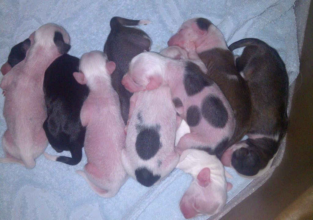 WinTales C litter