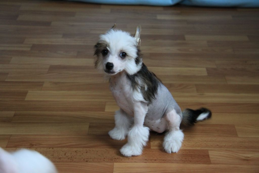 Zheneva-Debjut Olivia