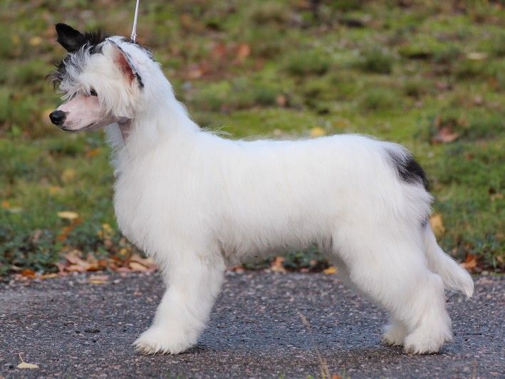 Maybell's Quick As a Flash