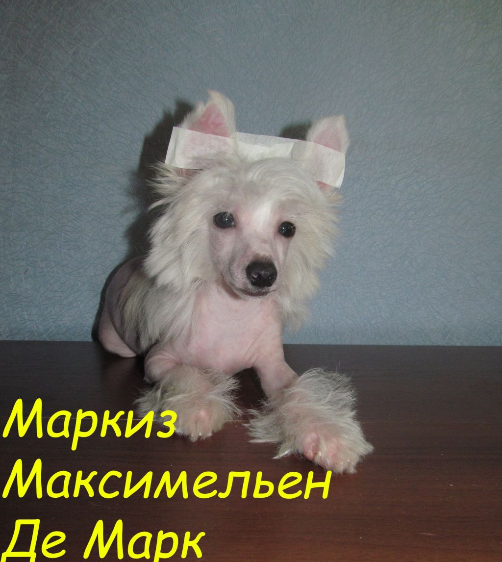 Markiz Maksimel'en De Mark