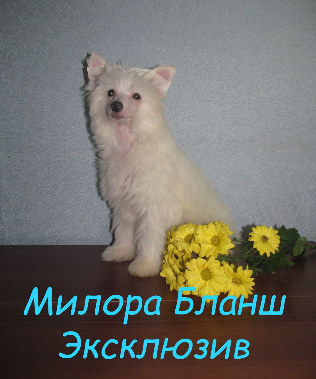 Milora Blansh Jekskljuziv