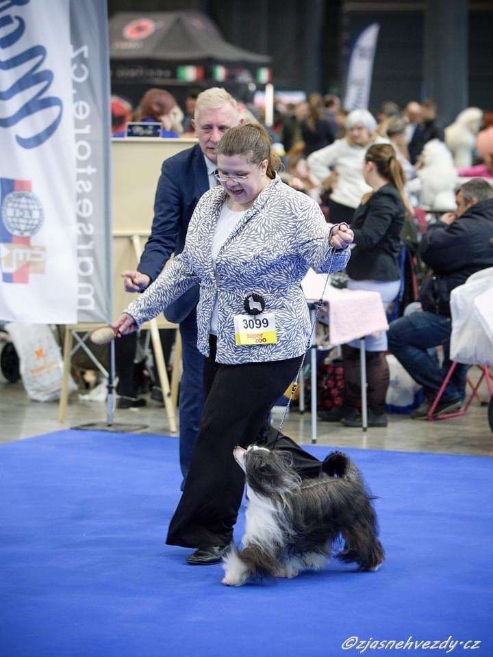 Multi Ch., Multi Veteran Ch. Cyrus Tibetská noc