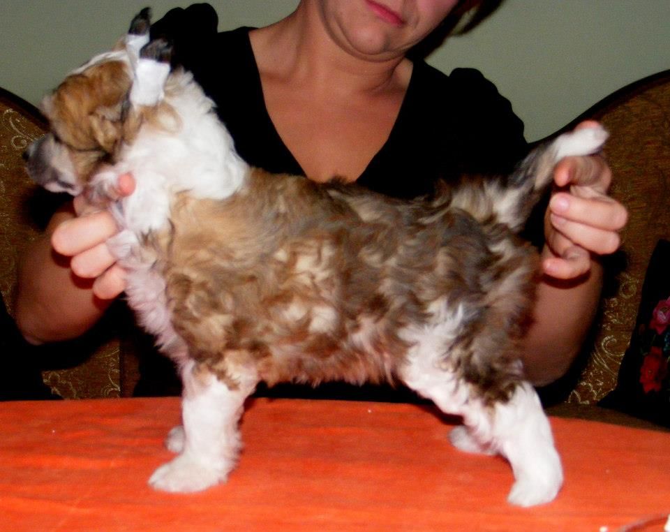 PORTOS Z Lowickiego Ksiestwa