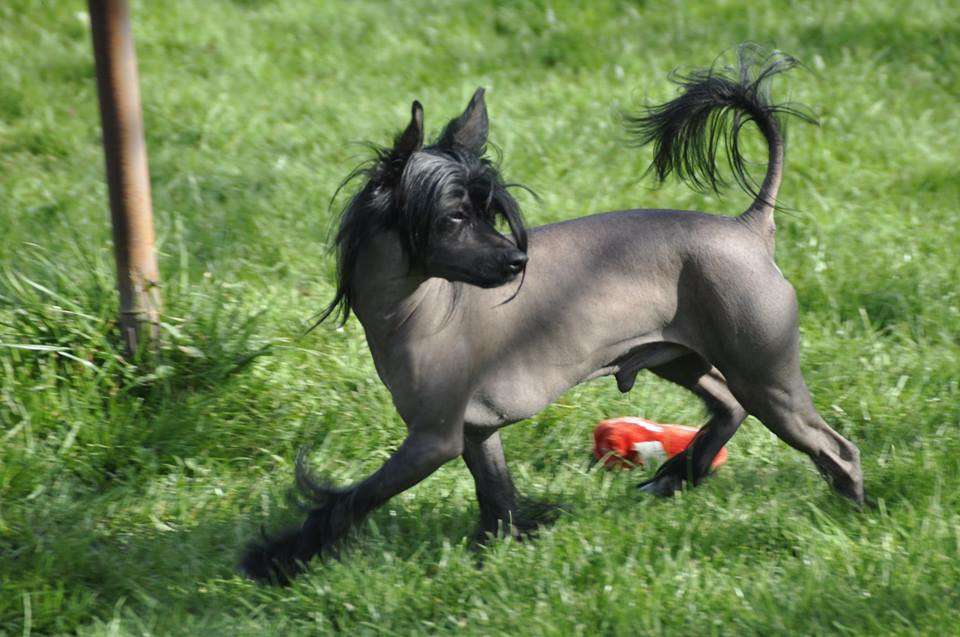 Iathys Of Sabichbyllbi of Course