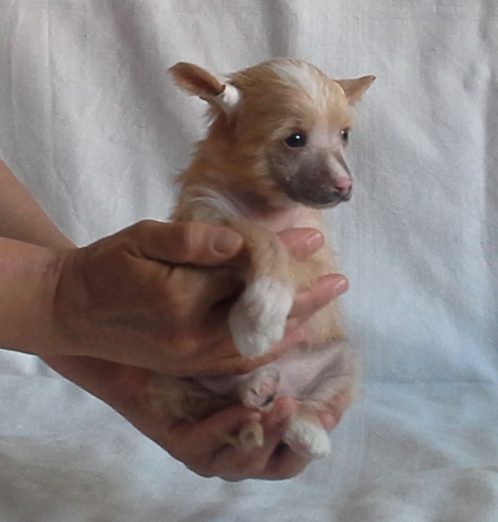 Moonlight Dogs Keitaro