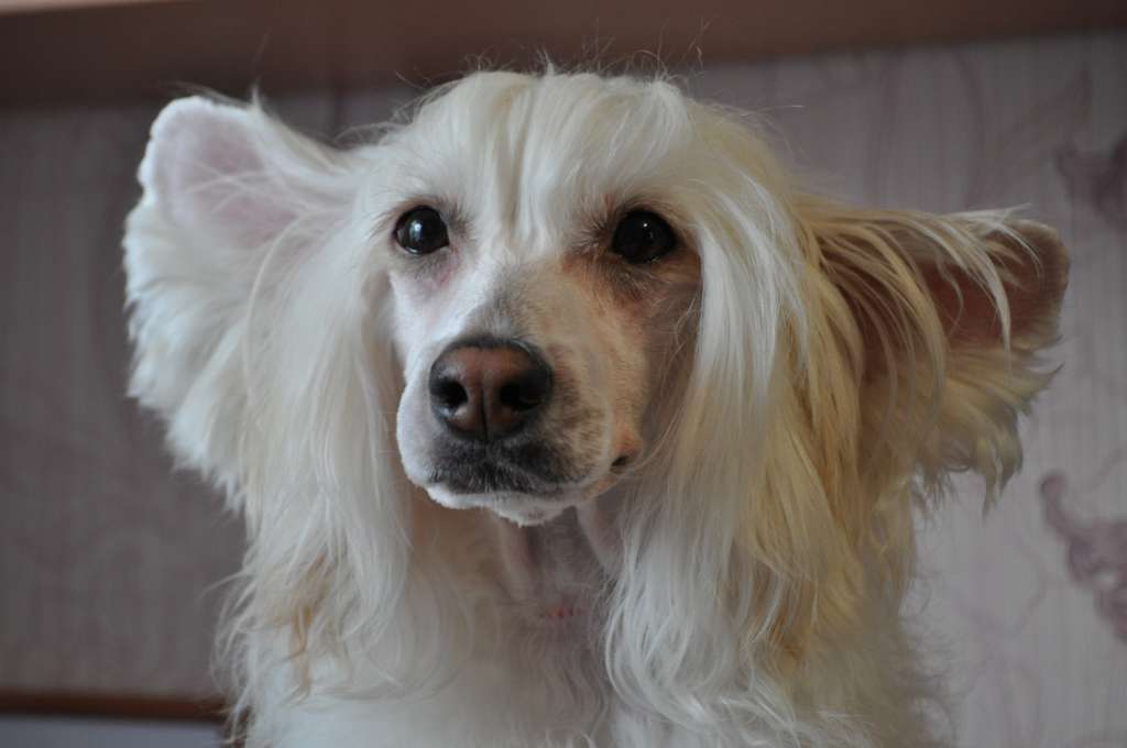 Anna Sky Kennel Tabasco