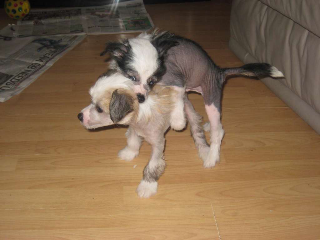 Salmoncrest The Artist