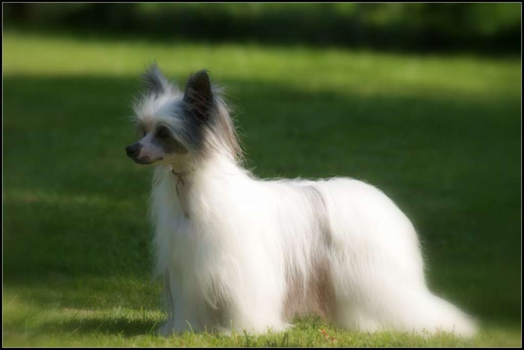 CH illusion magic du pavé de varennes