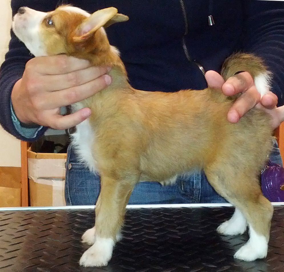 The 7 Stars Siha L'Angelo della Dea Arashu