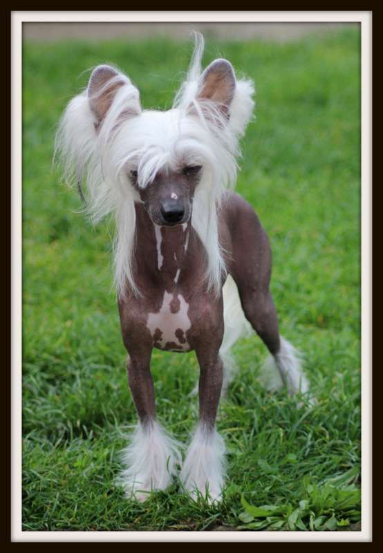 ivy blue dream du pavé de varennes