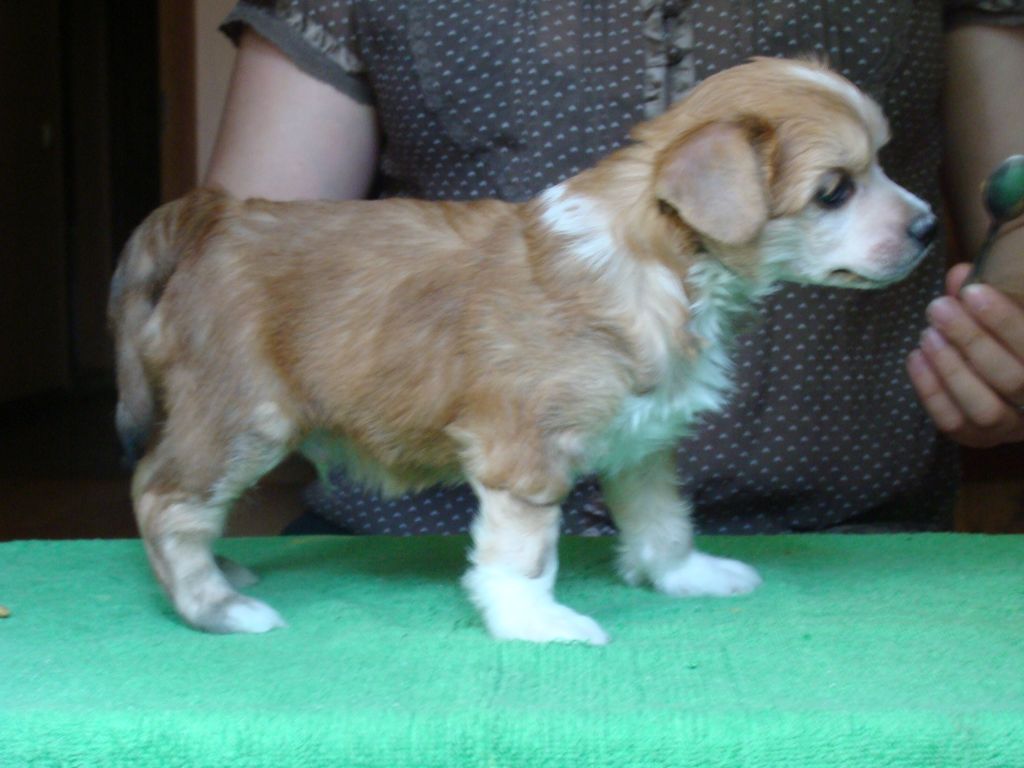 SIMBA Sidabrine Tuopa