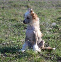 Zhuchok ot Volnogo Psa