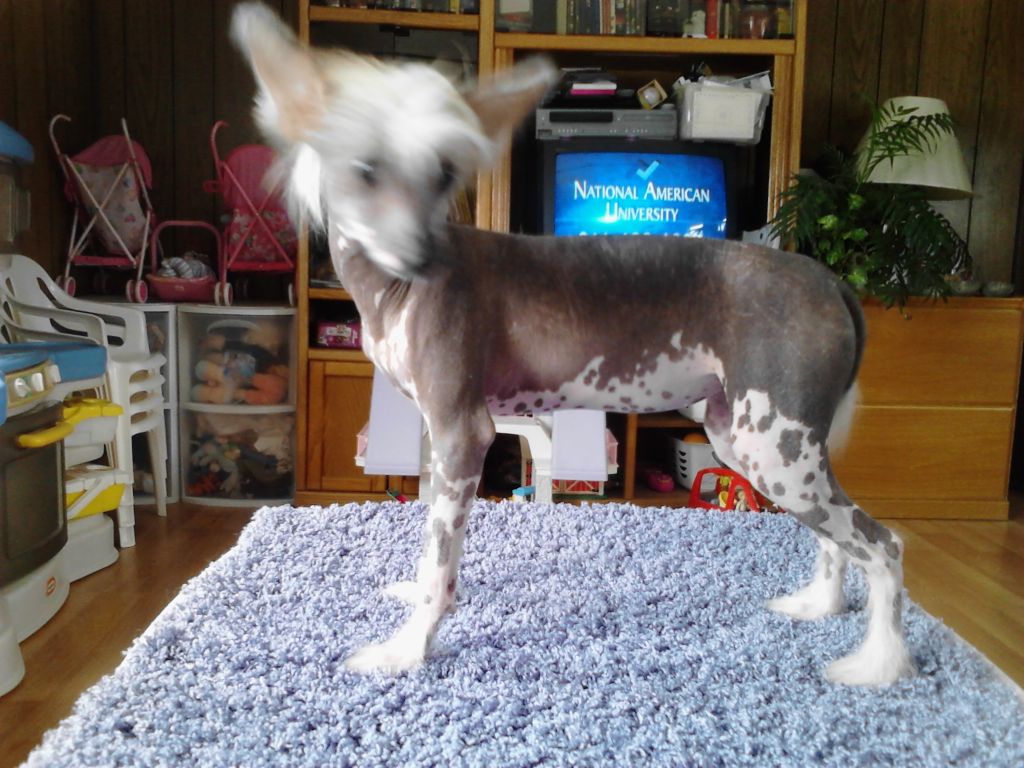 Breezy Meadows Gidget