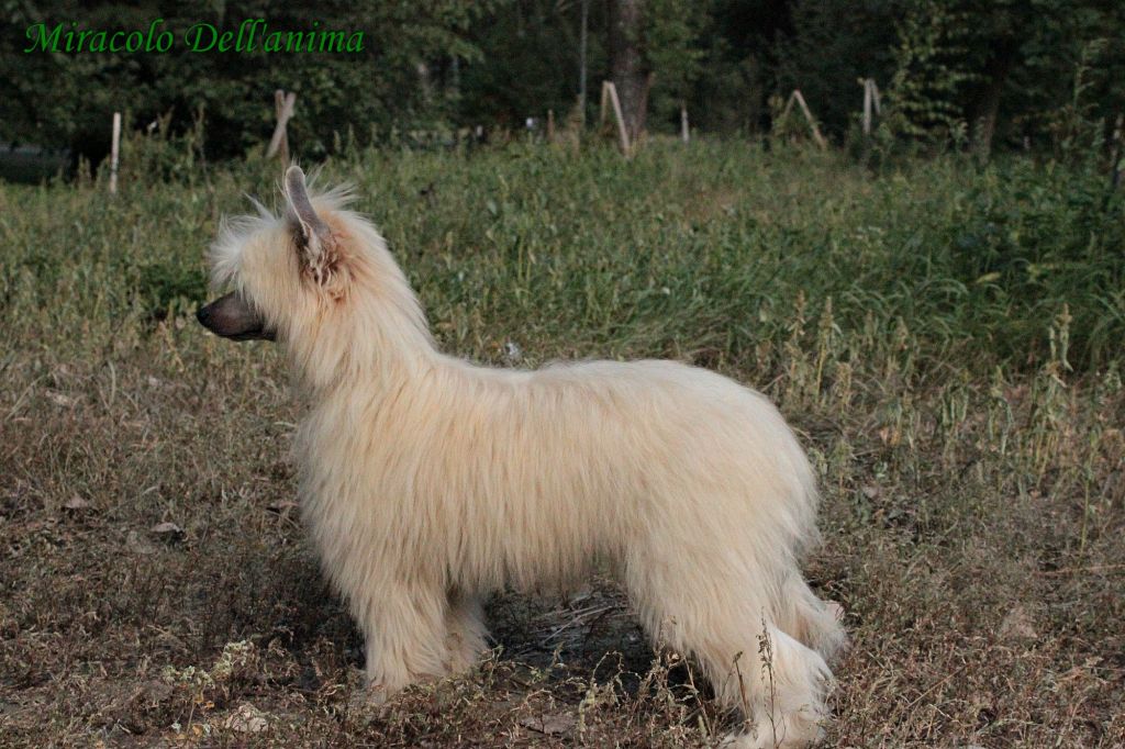 Zlatozar Calibor Miracolo Dell'anima