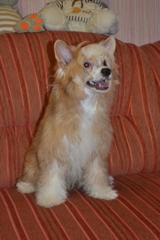 Orero Lovely Zhelannaja