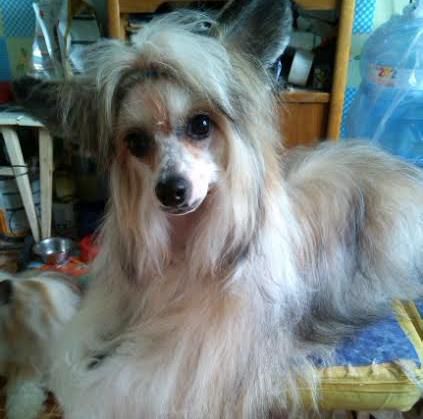 Orero Lovely Zhantille