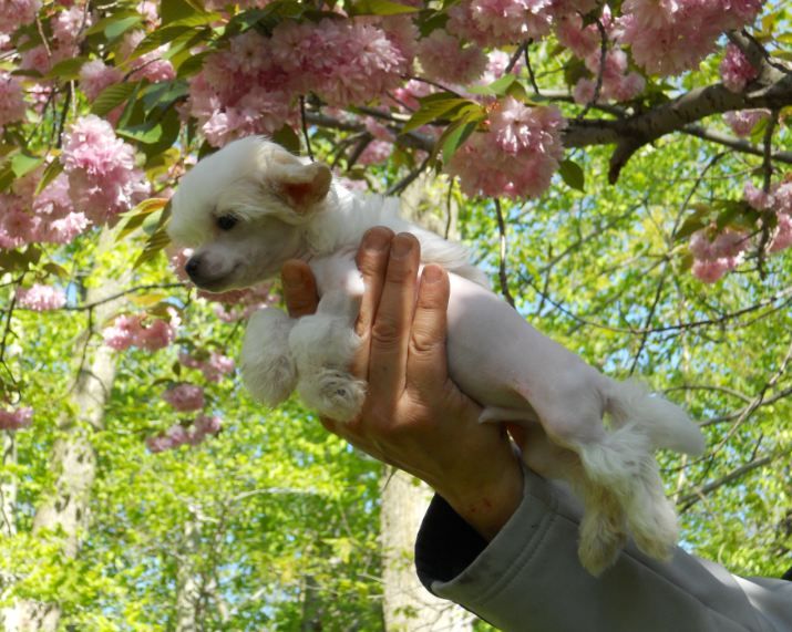 Mythic Micro Ride The Golden Chariot