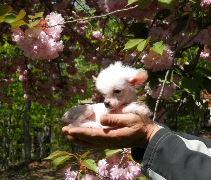 Mythic Micro Crystal Bella Luna