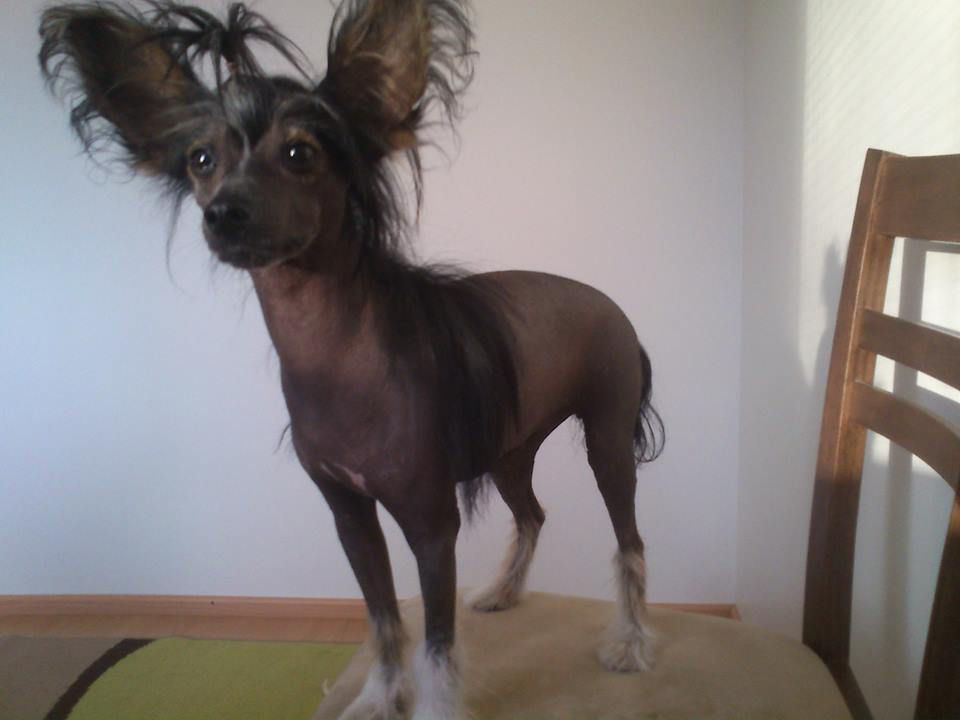 Old Chum's Quite Dreamy