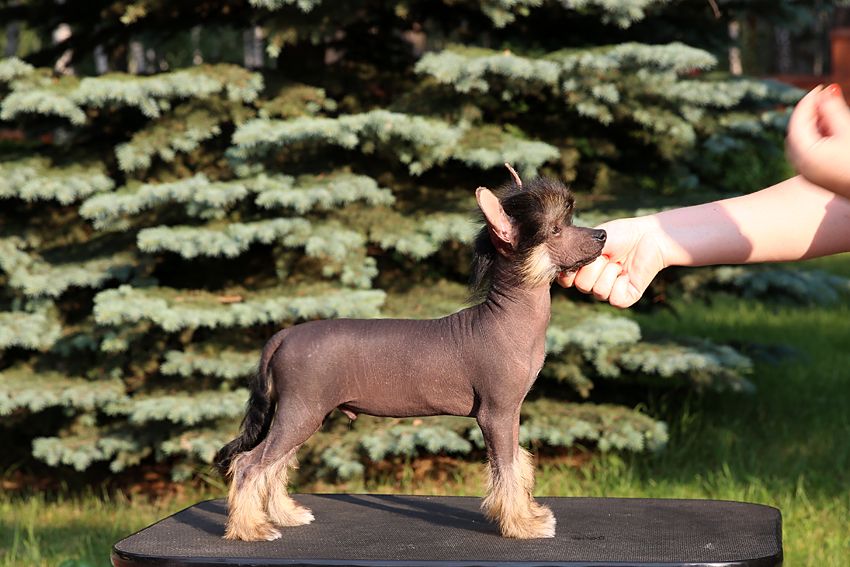 Incanto Del Mondo Evgeniy Onegin