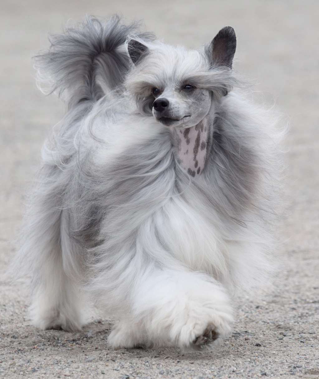 Sirocco Sweet But Wicked Dwelling