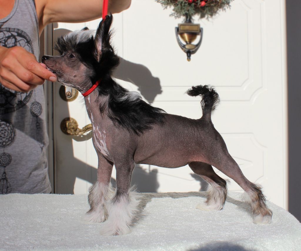 Sirocco Harmless White Poison Red