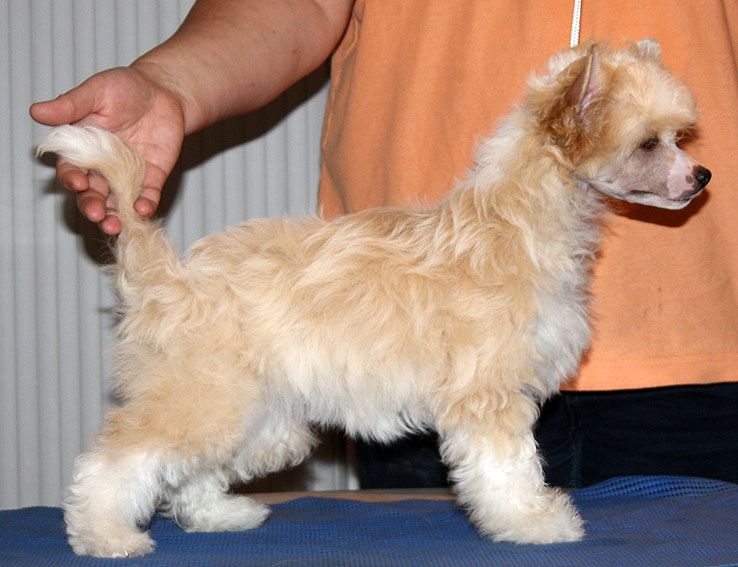 Silkencrest Blond Bambi