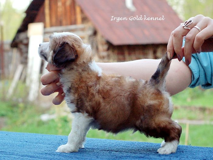 Irgen Gold Van Cleef