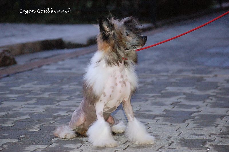 Irgen Gold Vanilla Ice