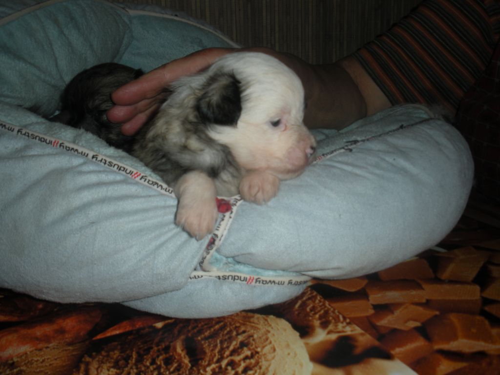 Vellar Pljus Alisa v Strane Chudes