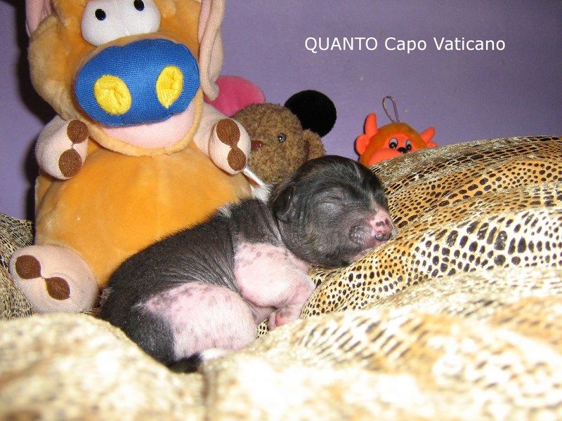 QUANTO Capo-Vaticano