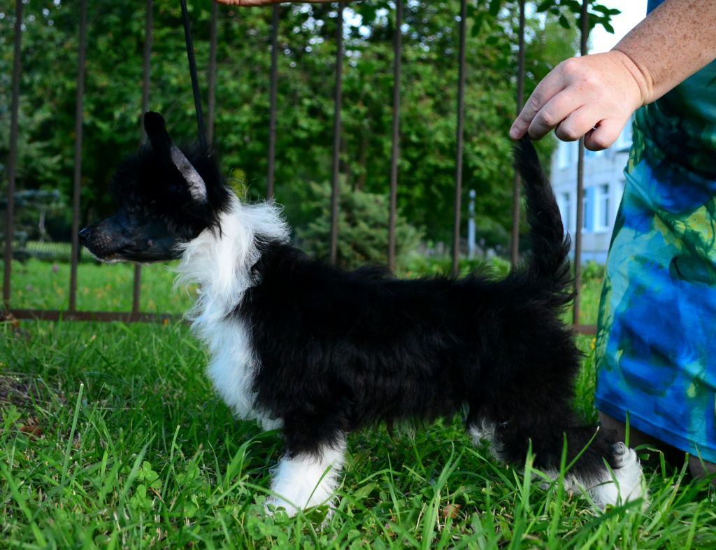 Volshebnaja Loshadka Zhamal'