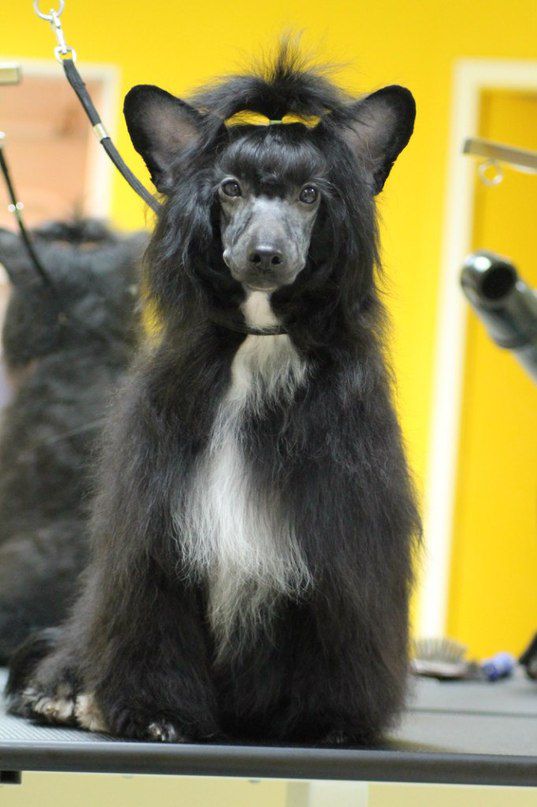 Volshebnaja Loshadka Zhaspar