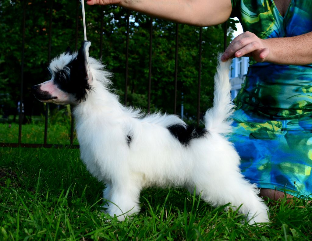 Volshebnaja Loshadka Zhantis