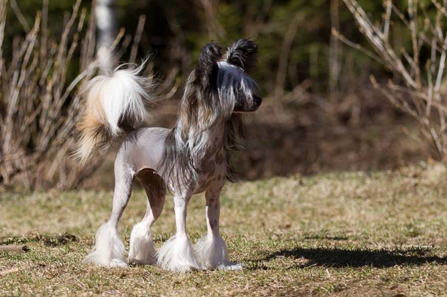 Volshebnaja Loshadka Zhasmin