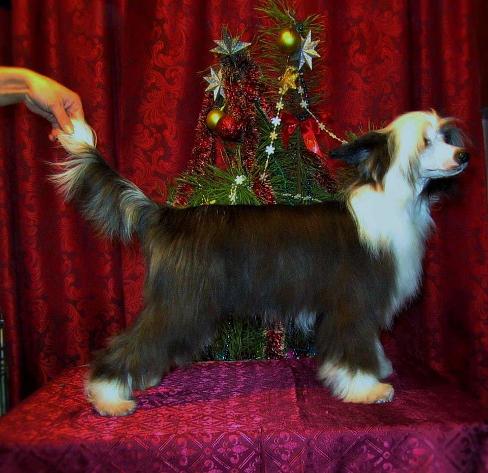 Infiniti Dom Risorto