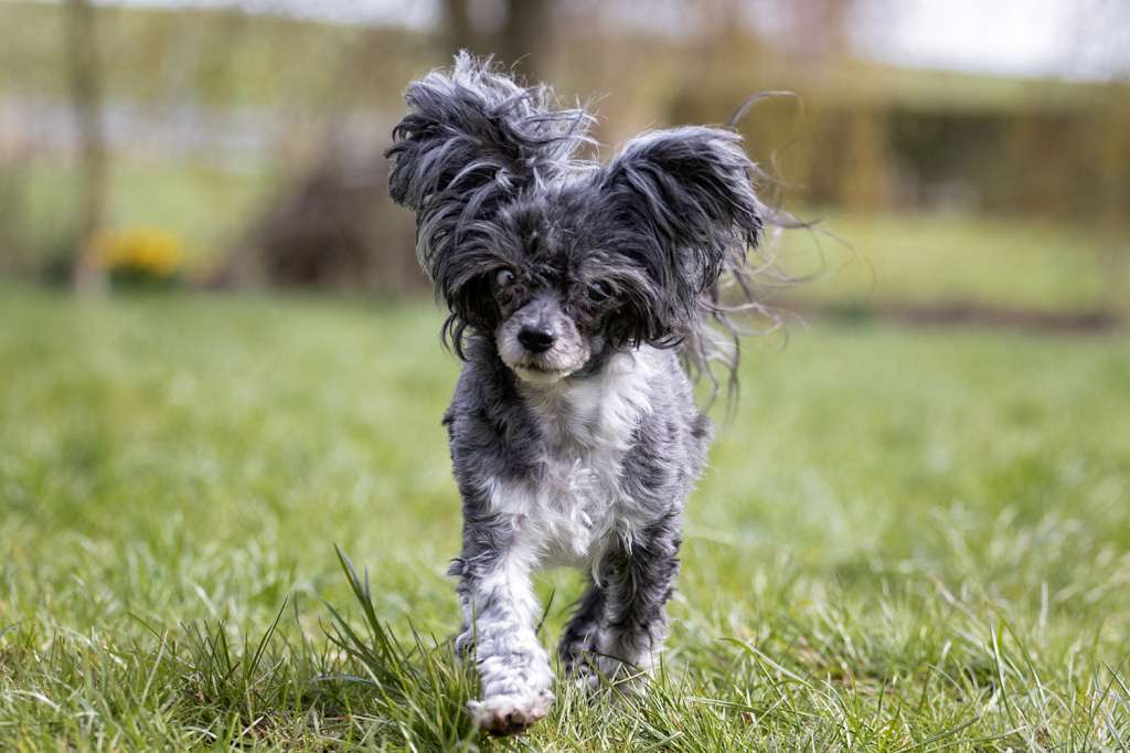 Shamusajo's Firewheel