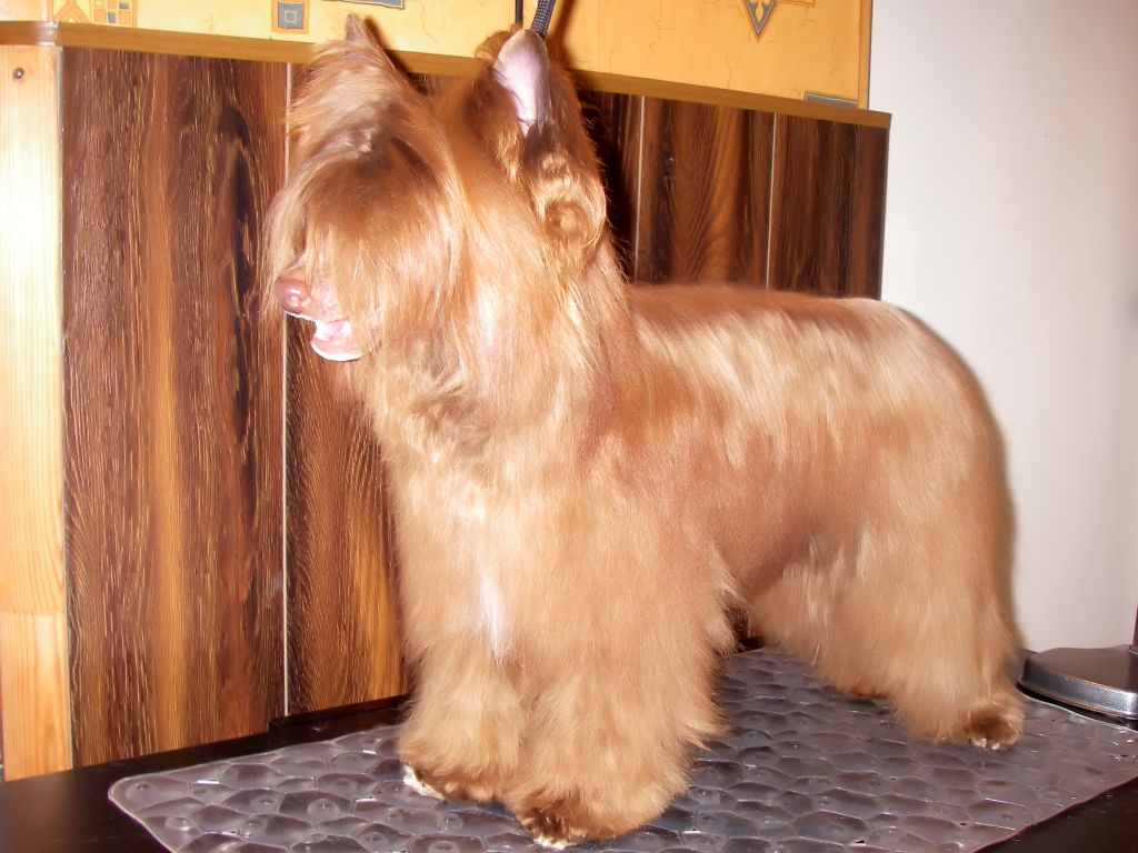 Verenika Chocolate Feya