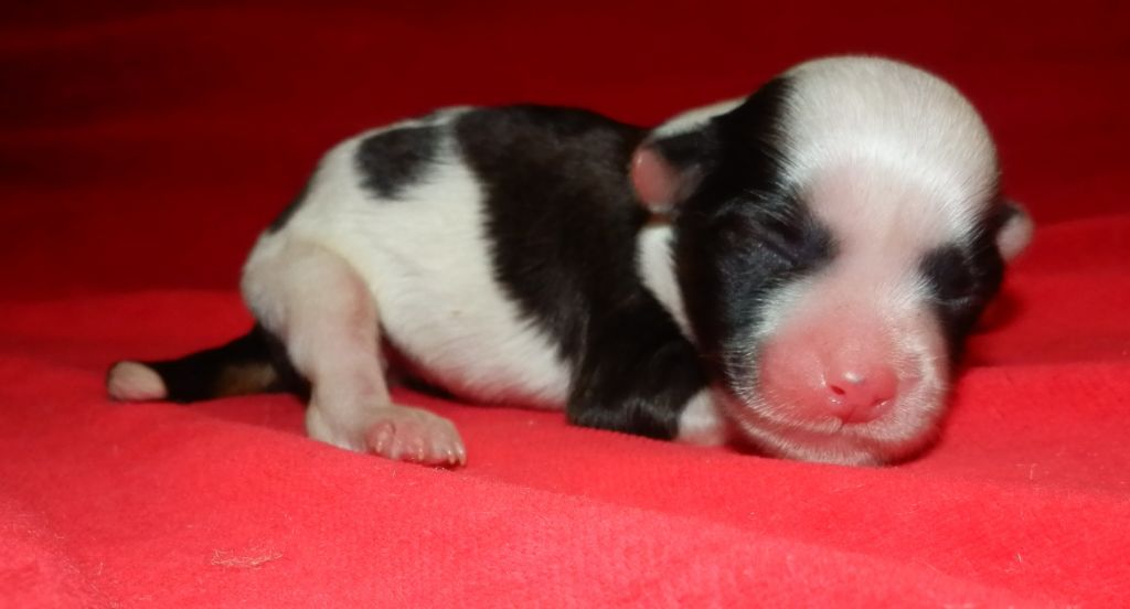 Orero Lovely Zephyr Breeze