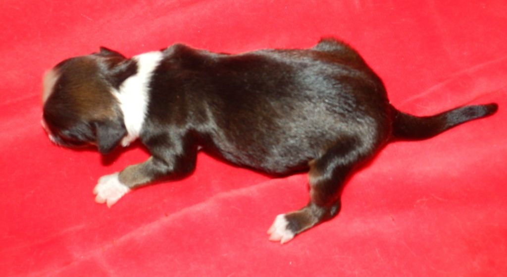 Orero Lovely Zierde Beiwerk