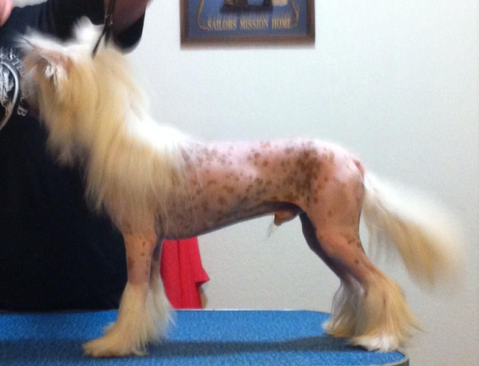 Daretobebare Thunder Rolls