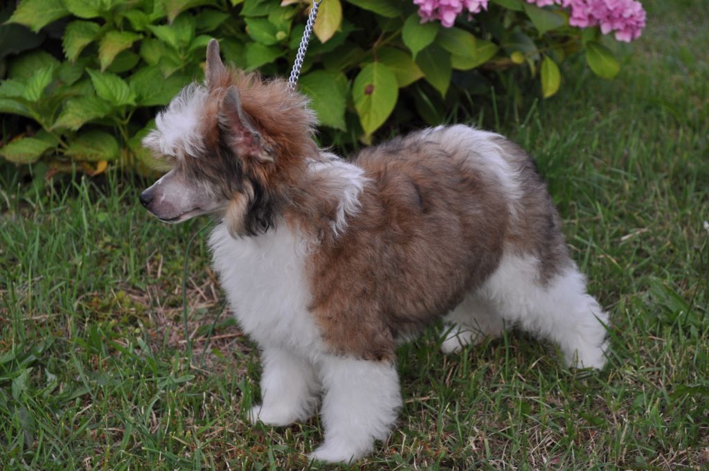 Sheggi Bonus Westtai