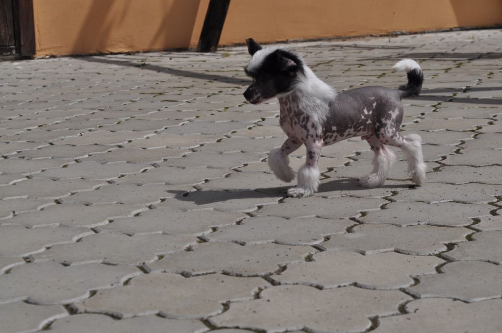 Shandrik Bonus Westtai