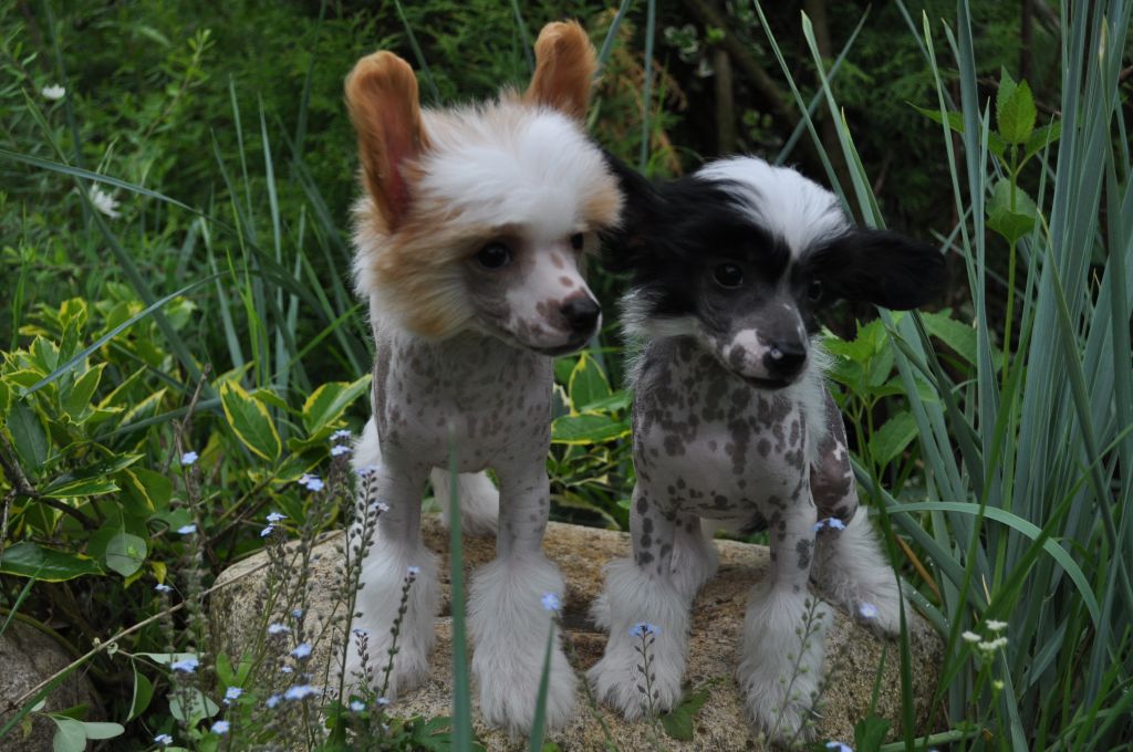 Shandy Bonus Westtai