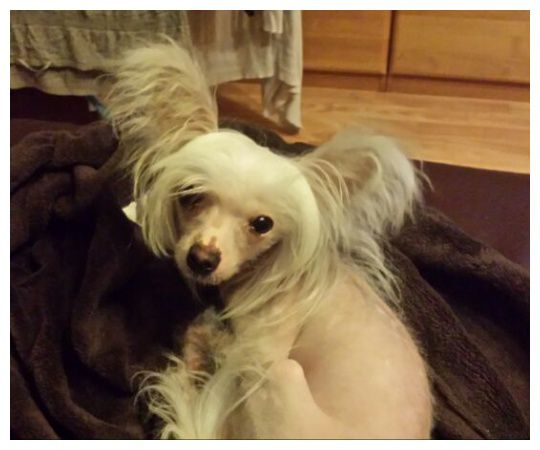 Little Crazy Cresteds Alaska